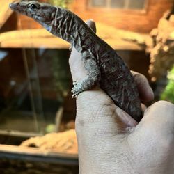 JTK Reptiles - Pilbara rock monitor dwarf