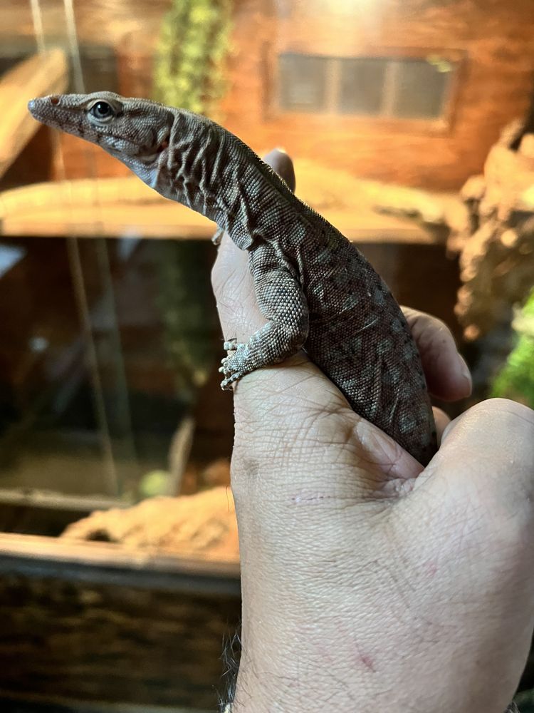 JTK Reptiles - reptile breeding in Long Beach, CA