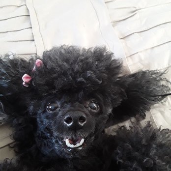 Anicira Veterinary Center - Nefertiti.. happy after a visit to Anicira! - Pet Services Near Me - Manassas, Virginia Anicira Veterinary Center - Nefertiti.. happy after a visit to Anicira! - Pet Services Near Me - Manassas, Virginia