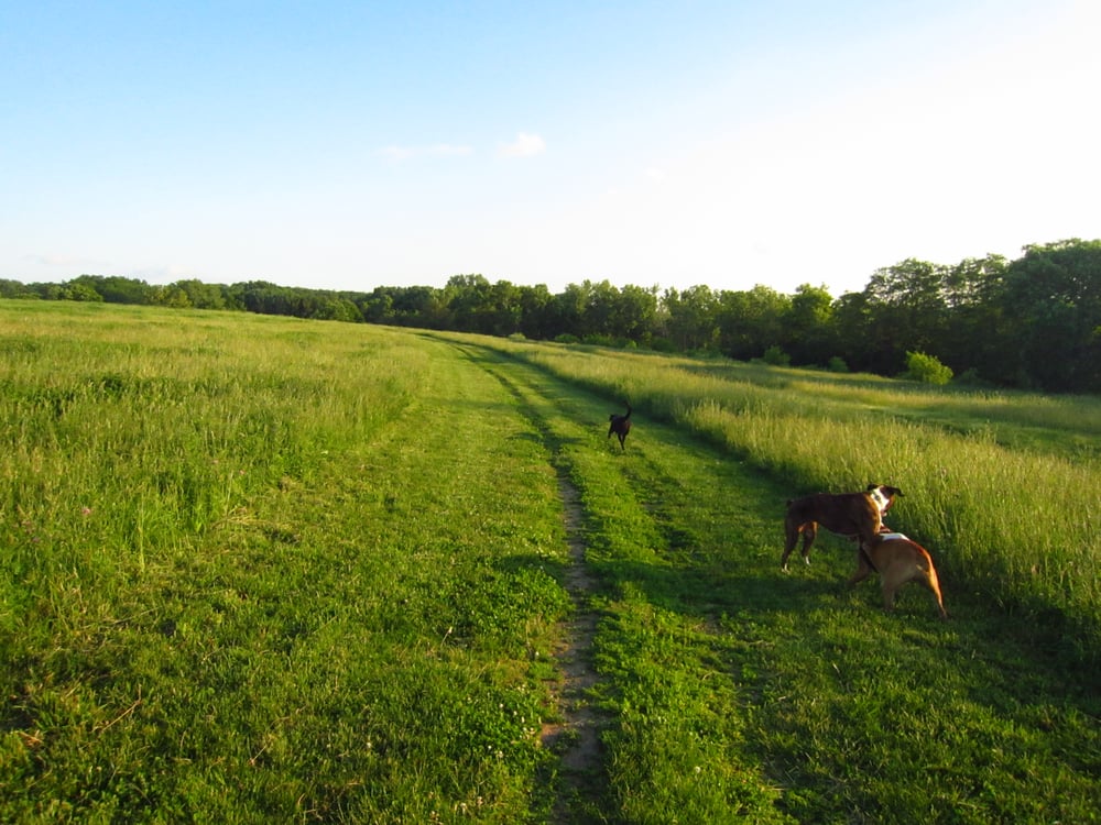 SYCAMORE PARK DOG OFFLEASH PARK Updated August 2024 10 Photos