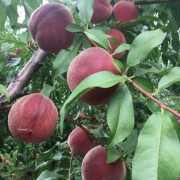 You pick up peaches You pick up peaches