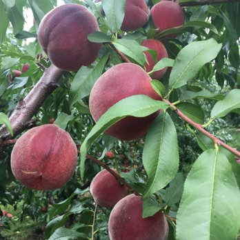 Indian Creek Farm - You pick up peaches - Fruits & Veggies Near Me - Ithaca, New York Indian Creek Farm - You pick up peaches - Fruits & Veggies Near Me - Ithaca, New York