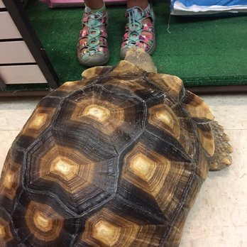 Gallery of Pets - African Tortoise - Pet Stores Near Me - Austin, Texas