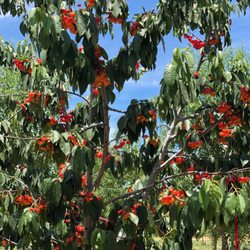 B & R Cherry Orchard - Rainier cherries
