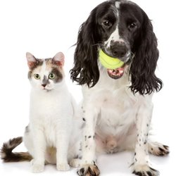 All Creatures Veterinary Service