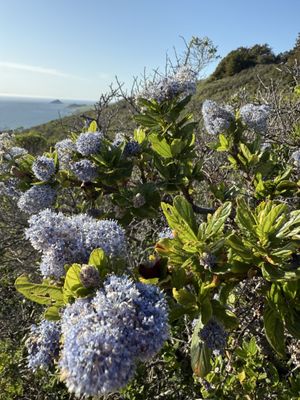 Andrew Molera State Park by null