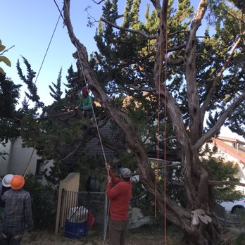 Willy's Tree Service - Willy's Tree Service completely removed a large Juniper tree. Then they cut and neatly stacked it firewood. - Tree Services Near Me
