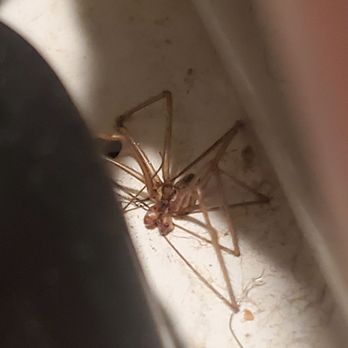 Burns Pest Elimination - These guys coming from outside to inside the cable box. Dead as a doorknob. - Pest Control Near Me - Phoenix, Arizona Burns Pest Elimination - These guys coming from outside to inside the cable box. Dead as a doorknob. - Pest Control Near Me - Phoenix, Arizona