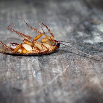 1. Infinite Pest Solutions