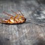 Infinite Pest Solutions