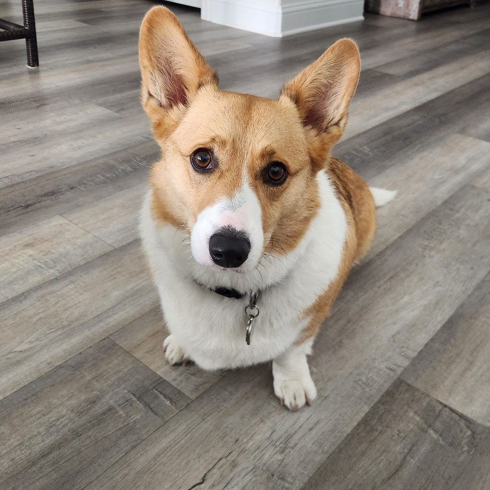PetSmart - Spa, mani, and pedi are complete! - Pet Groomers Near Me - Mansfield, Texas PetSmart - Spa, mani, and pedi are complete! - Pet Groomers Near Me - Mansfield, Texas