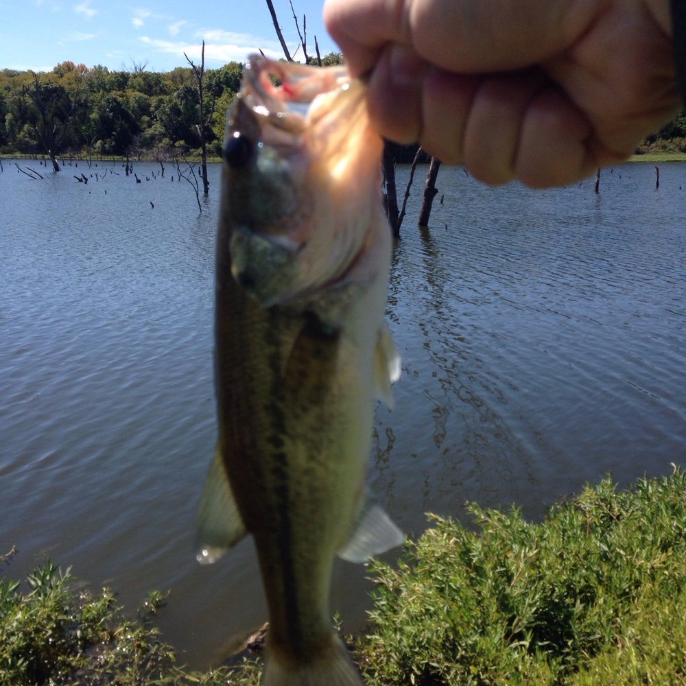Little bass on a beautiful afternoon Little bass on a beautiful afternoon
