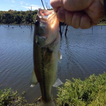 Kill Creek Park - Little bass on a beautiful afternoon - Parks Near Me - Olathe, Kansas Kill Creek Park - Little bass on a beautiful afternoon - Parks Near Me - Olathe, Kansas