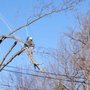 Platt And Company Arborists