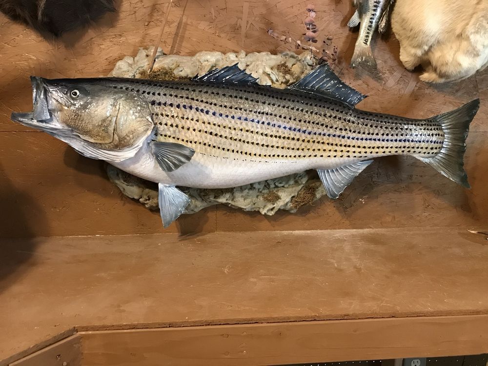 All star taxidermy - taxidermy in West Fork, AR