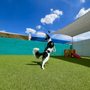 Photo of Woof Pack Stay & Play