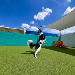 Woof Pack Stay & Play