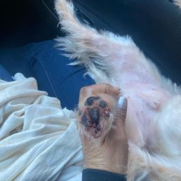 Bloody paw Bloody paw