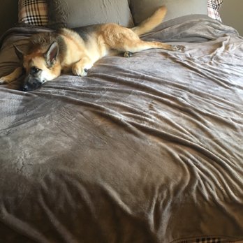 Mattress Firm Harvard - Dog approved. - Furniture Stores Near Me - Reno, Nevada Mattress Firm Harvard - Dog approved. - Furniture Stores Near Me - Reno, Nevada