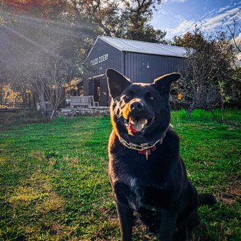 Calico Cidery - Handsome Boy Outside - Cideries Near Me - Julian, California