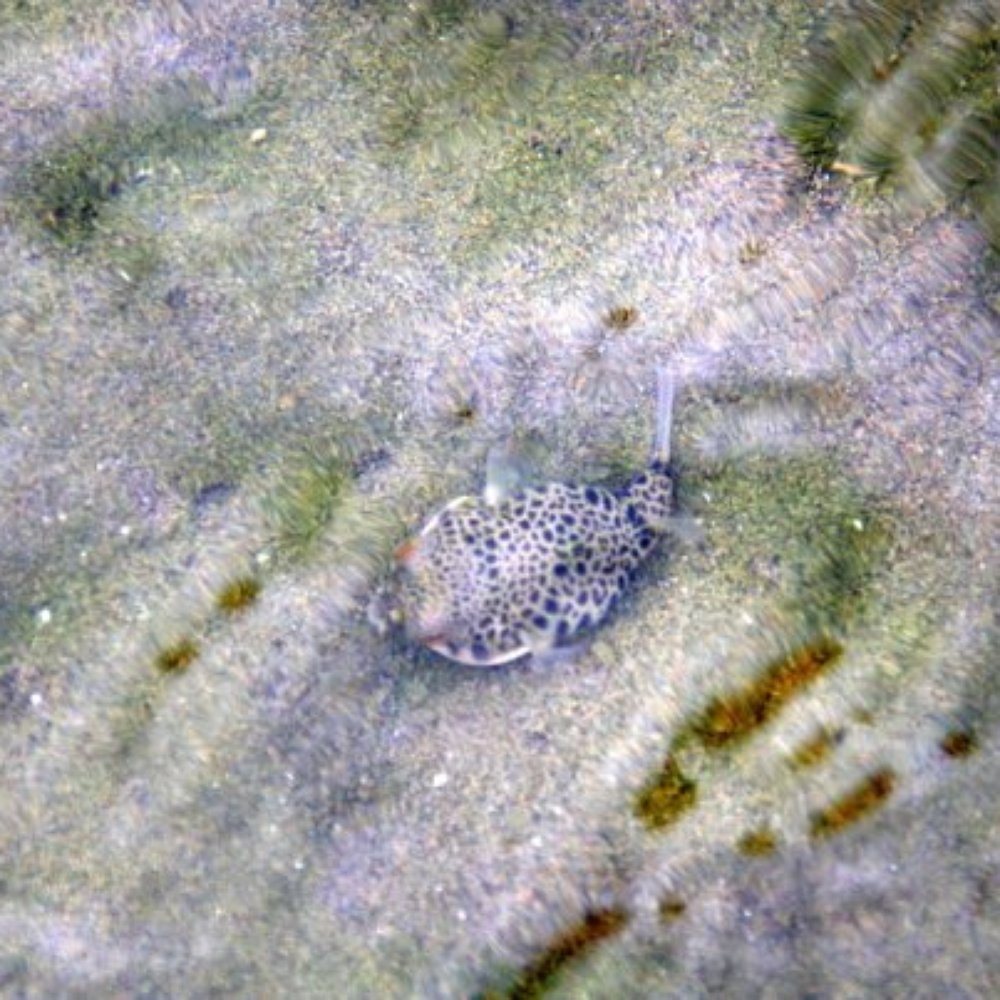 Suttons Beach - An interesting fish we saw - Beaches Near Me - Redcliffe, QLD