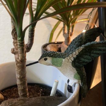 Armstrong Garden Centers - Hummingbird. Pot decor - Nurseries & Gardening Near Me - San Diego, California
