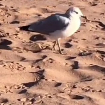 Cedar Grove Beach - The alpha seagull Chaplin of Cedar Grove beach - Beaches Near Me - New Dorp Beach, New York