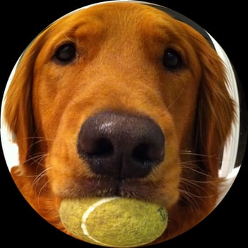 Lucky Dog Oc - Dylan Loves to Play Ball!!! - Dog Walkers Near Me Lucky Dog Oc - Dylan Loves to Play Ball!!! - Dog Walkers Near Me