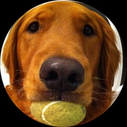 Lucky Dog Oc