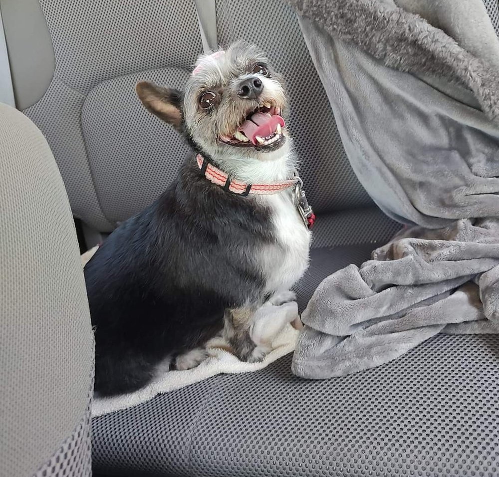 BECCA’S BUBBLE BRAT’Z PET GROOMING Boron, California, United States