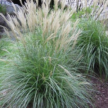 Vine Creek Nursery - Dwarf Maiden Grasses grown at the Nursery - Nurseries & Gardening Near Me - Frankford, Delaware Vine Creek Nursery - Dwarf Maiden Grasses grown at the Nursery - Nurseries & Gardening Near Me - Frankford, Delaware