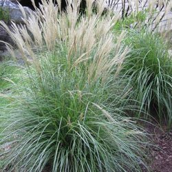 Vine Creek Nursery - Dwarf Maiden Grasses grown at the Nursery