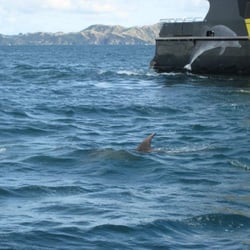 Carino Sailing And Dolphin Adventures - Dolphin