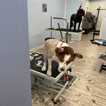 Pawsitive Pet Grooming - My girl getting a bath and facial - Pet Groomers Near Me - Covina, California Pawsitive Pet Grooming - My girl getting a bath and facial - Pet Groomers Near Me - Covina, California