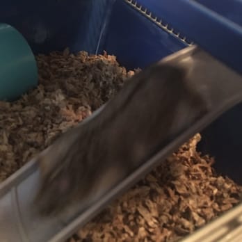 Petco - Adoption day and I got the sweetest little hamster!! $5 - Pet Stores Near Me - Henderson, Nevada