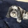 Photo of Sarah’s In Home Pet Grooming
