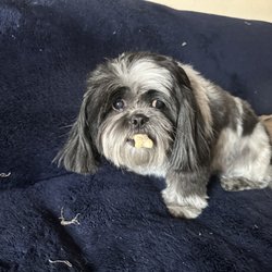 Sarah’s In Home Pet Grooming
