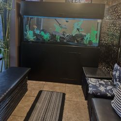 Real Thai & Sushi - Inside fish tank