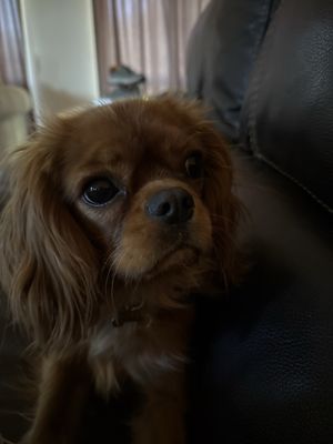 Paws N Claws Quality Grooming