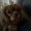 Paws N Claws Quality Grooming gift card