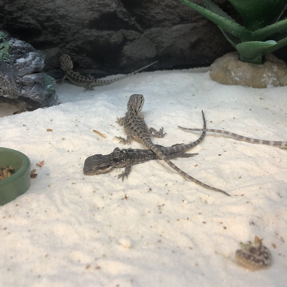 Petco - Dying young beardie - Pet Stores Near Me - Santa Rosa, California