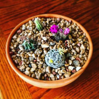 Cactus Mart - My wife's creation. - Nurseries & Gardening Near Me - Morongo Valley, California