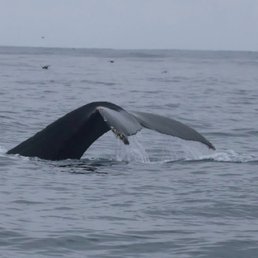 Humpback whale