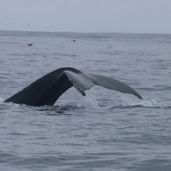 Discovery Whale Watch - Humpback whale - Whale Watching Tours Near Me - Monterey, California Discovery Whale Watch - Humpback whale - Whale Watching Tours Near Me - Monterey, California