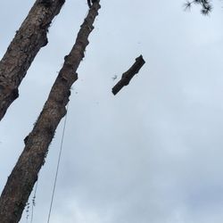 Lester's Tree Service