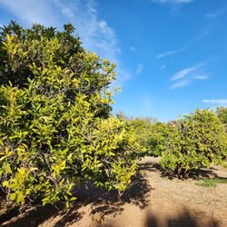 Sahuaro Ranch Park - Orange trees