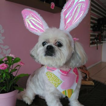 Ruby Clippers Pet Grooming - Pet Groomers Near Me - Oakland Park, Florida