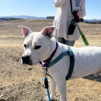 Pets In Need - Dog - Animal Shelters Near Me - Palo Alto, California