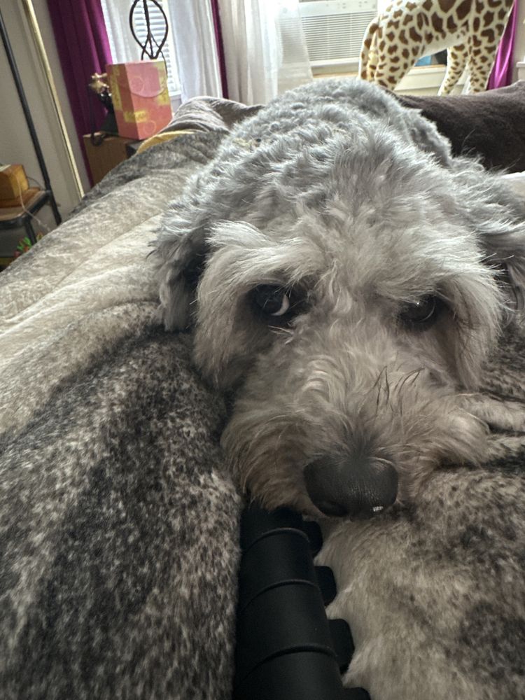 All 4 Paws Image
