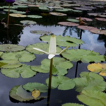 International Waterlily Collection - Botanical Gardens Near Me - San Angelo, Texas International Waterlily Collection - Botanical Gardens Near Me - San Angelo, Texas
